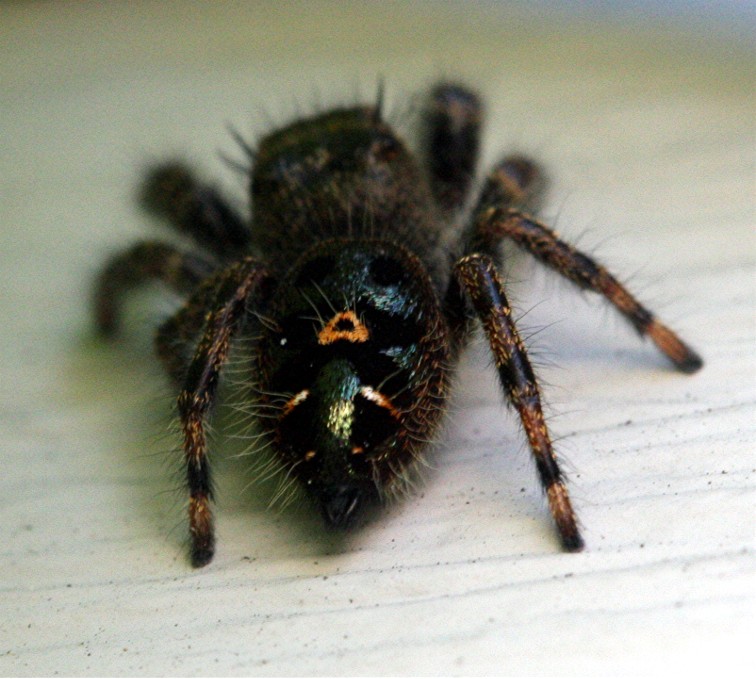 Hairy Spider